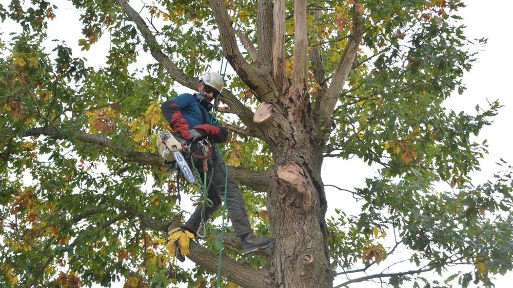 Bucheron dans un arbre