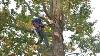 L’équipement de protection du bucheron est constitué notamment de manchettes et d’un pantalon anti-coupures composé de kevlar, de lunettes de sécurité et d’un casque.