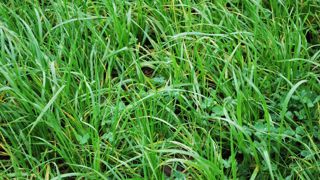 Mélanger les espèces mais aussi les variétés permet de lisser les volumes produits.