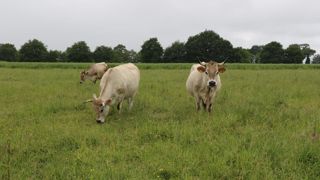 Selon l'Institut de l'élevage, le coût de production intégrant le salaire de l'éleveur dépasse les 6 €/kg éc pour les vaches, génisses et JB conventionnels. Selon l'Institut de l'élevage, le coût de production intégrant le salaire de l'éleveur dépasse les 6 €/kg éc pour les vaches, génisses et JB conventionnels.