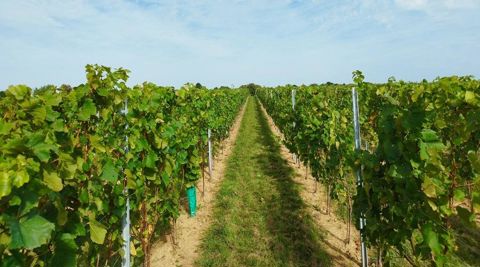 Parcelle de Chardonnay dans le Pas-de-Calais