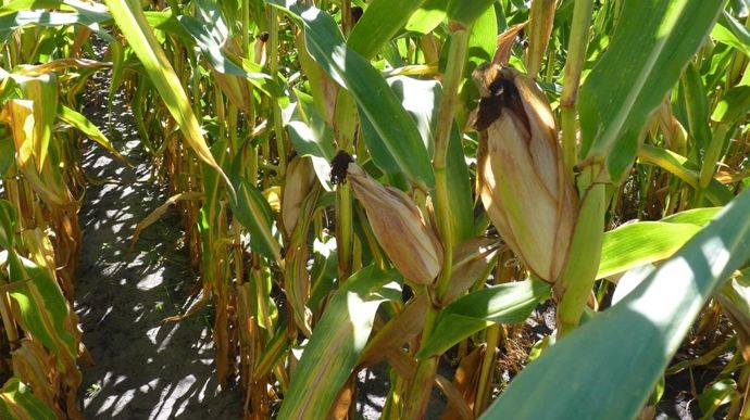 Le changement climatique va favoriser le développement des aflatoxines sur le maïs dans les années à venir.