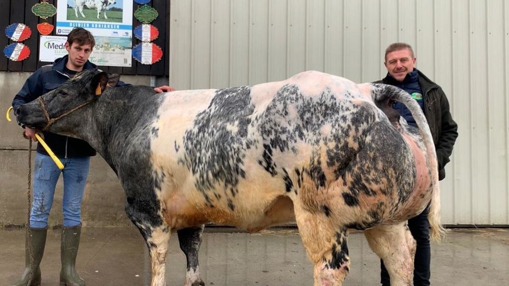 Pêche vache bouchère Blanc Bleu