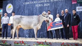 Sicile, grande championne brune au Sia 2024. Sicile, grande championne brune au Sia 2024.