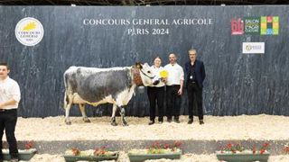 Girly,grande championne de la race vosgienne Girly,grande championne de la race vosgienne