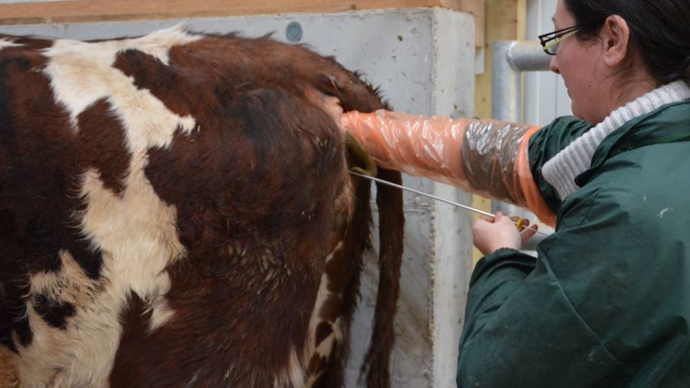 Des débuts de l'IA à la génomique : retrouvez l'histoire de la sélection bovine Des débuts de l'IA à la génomique : retrouvez l'histoire de la sélection bovine