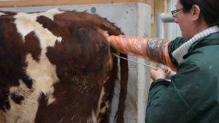 Des débuts de l'IA à la génomique : retrouvez l'histoire de la sélection bovine Des débuts de l'IA à la génomique : retrouvez l'histoire de la sélection bovine