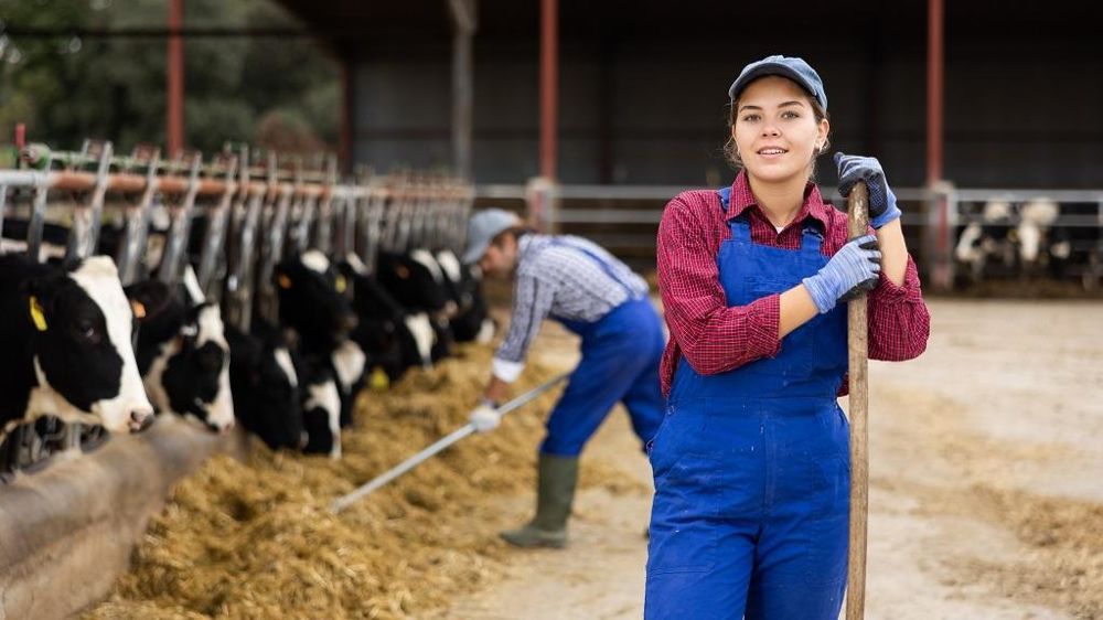 Jeunes avec des vaches Jeunes avec des vaches