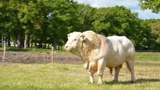 Entre ventes en fermes et ventes en station, le prix du taureau varie facilement du simple au double. Entre ventes en fermes et ventes en station, le prix du taureau varie facilement du simple au double.