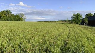 Analyser sa prairie en début de saison est primordial pour adapter son exploitation, et éventuellement prévoir un sursemis ou resemis. Analyser sa prairie en début de saison est primordial pour adapter son exploitation, et éventuellement prévoir un sursemis ou resemis.
