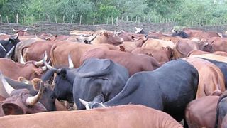Des bovins pour reverdir les déserts Des bovins pour reverdir les déserts