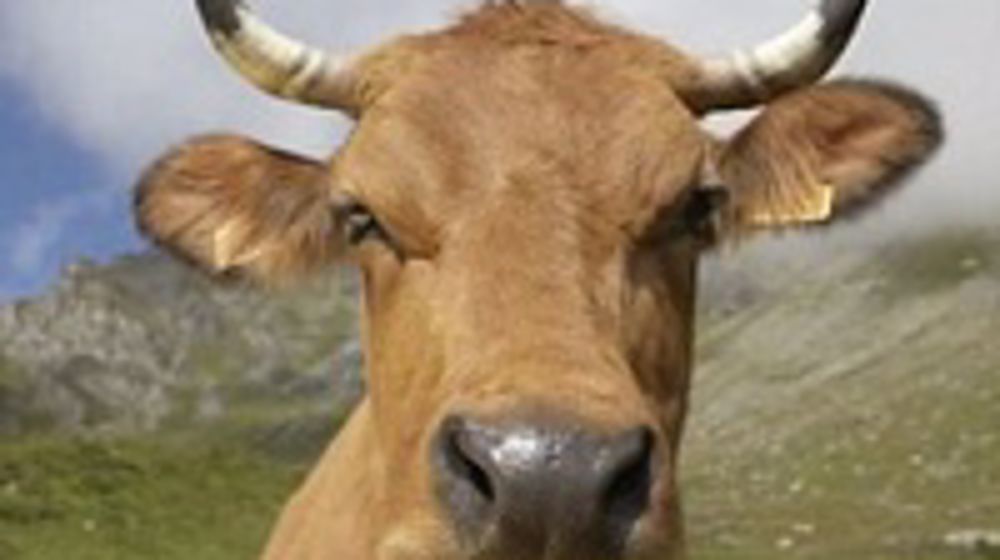 Bella, la tarine sera la mascotte du Sia du 22 février au 2 mars