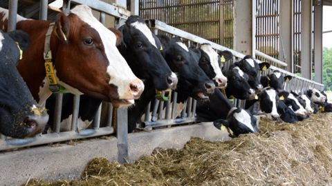 Les chercheurs actualisent le concept UF et Pdi de l’alimentation des ruminants