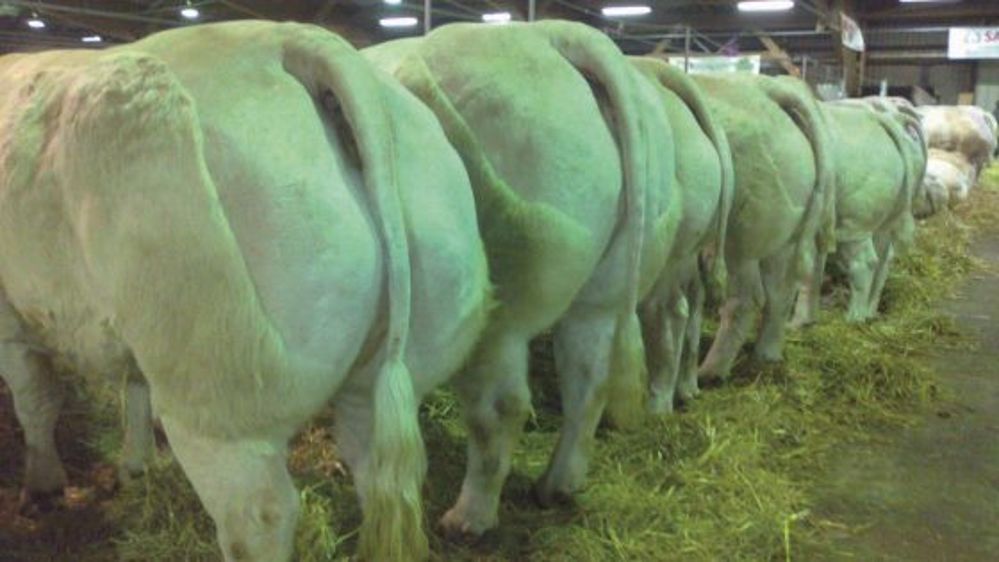 A Charolles - Un des meilleurs que le Festival ait connu !