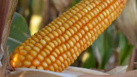 Une large gamme grain du très précoce au demi-précoce