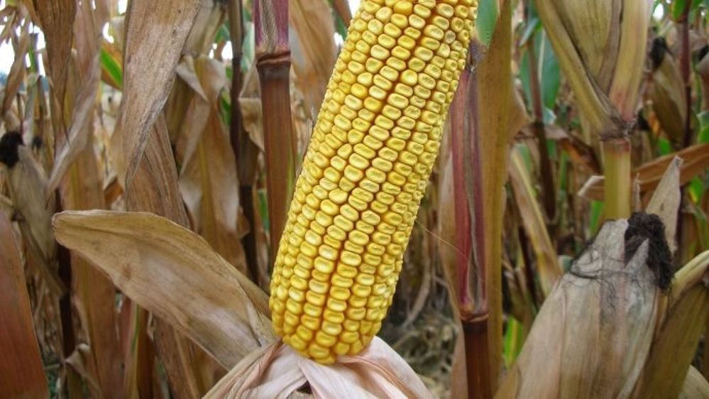 Deux variétés grain arrivent aux côtés de références mixtes