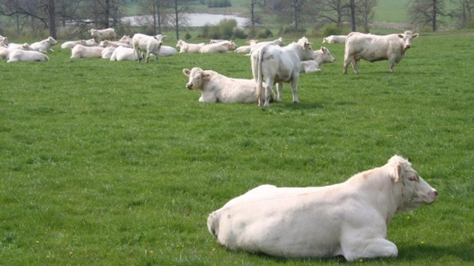 Troupeau de charolais