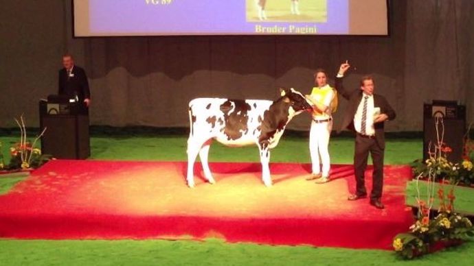 Ventes aux enchères vaches laitières