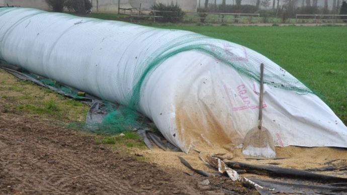 Ensilage de maïs grain broyé en boudin.