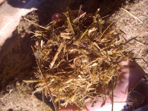 ensilage herbe sorgho