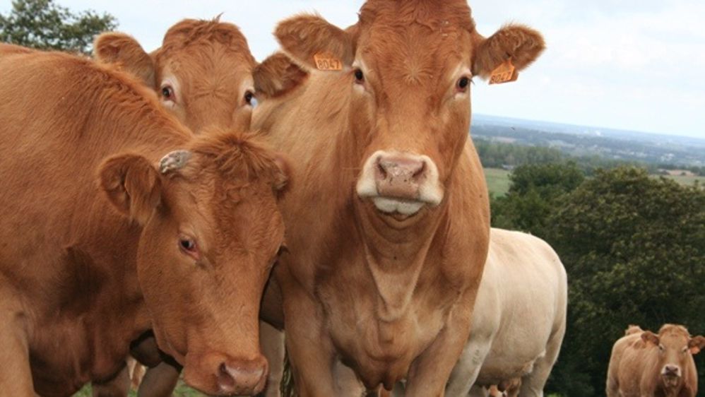 Dans les abattoirs allemands, un salaire minimum dès le 1er juillet prochain