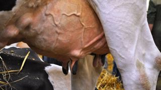 L'impact économique atteint 230 €/vache/an L'impact économique atteint 230 €/vache/an