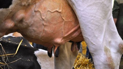 L'impact économique atteint 230 €/vache/an L'impact économique atteint 230 €/vache/an