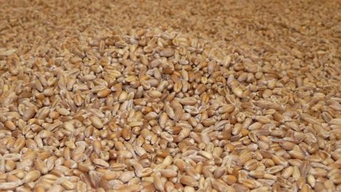 Les prix des blés payés en décembre 2013