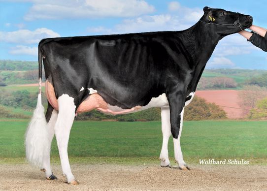Championne Espoir : GALYS-VRAY (Maple-Downs-I G W ATWOOD x Erbacres DAMION) a` Junker Marc und Erhard & Stauf Thomas & Al.Be.Ro., 3305 Iffwil 