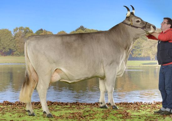 KARLA (VAELAEDI x GRAL) à Winterberger Gebr., 3860 Schattenhalb