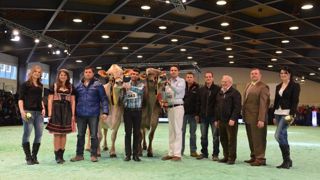 Schmibach's Corella, au Schauteam Gisler-Pfulg, Grande championne Brown Swiss Schmibach's Corella, au Schauteam Gisler-Pfulg, Grande championne Brown Swiss