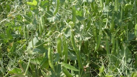 Kayanne, variété de pois de printemps, tient toujours le haut du pavé Kayanne, variété de pois de printemps, tient toujours le haut du pavé