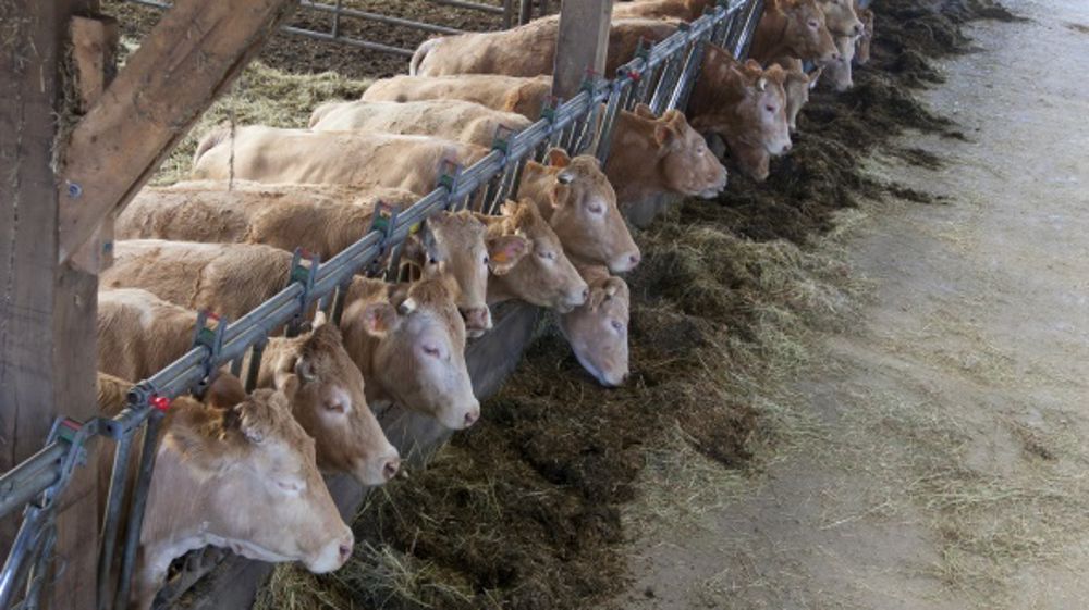 Des Blondes nourries avec un mash fibreux performant et économique