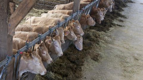 Des Blondes nourries avec un mash fibreux performant et économique Des Blondes nourries avec un mash fibreux performant et économique