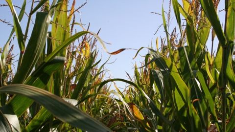 Des pluies plus attendues que jamais en Argentine