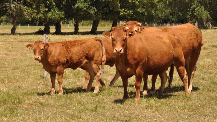 La production de jeunes bovins est plus compétitive en France qu'en Italie depuis quelques années.