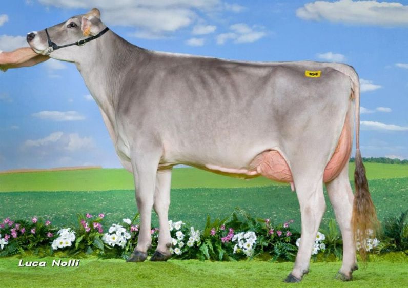 Une fille de Traction sur le podium final, lors du National italien