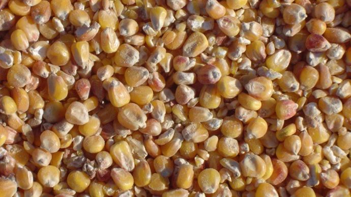 Avec la volonté du Gouvernement de l'interdire, le maïs Mon810 de Monsanto ne sera pas produit en France en 2014, comme les années précédentes