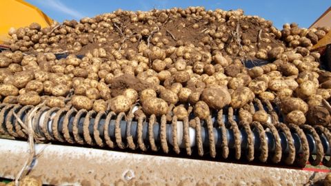 Reconduite des aides pour les bâtiments de stockage de pommes de terre