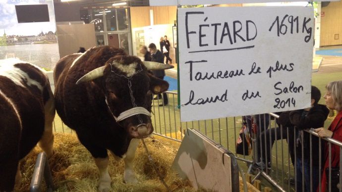 Fétard, taureau Rouge des prés le plus lourd du salon 2014