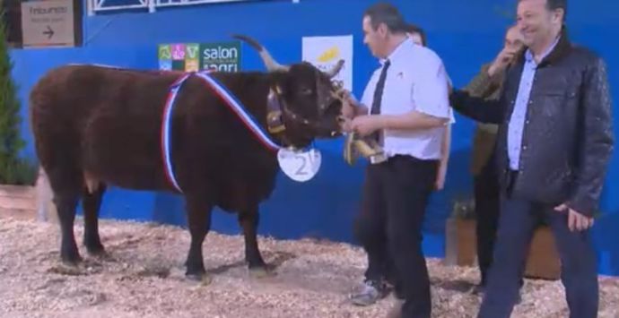 Salers concours Sia 2014