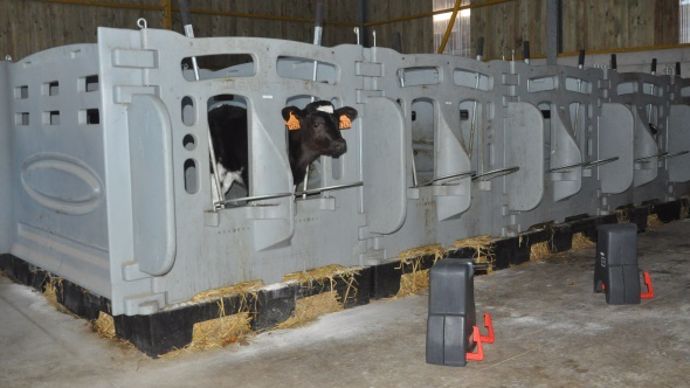 Cases à veaux en plastique