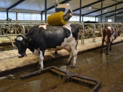 Brosse à vaches Delaval