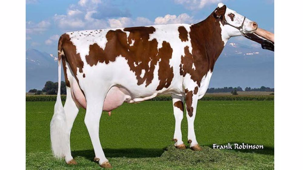 Une race rentable, en pure comme en croisement à trois voies