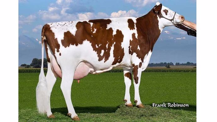 Procross rouge scandinave holstein montbéliarde