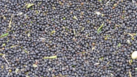 La « loi contrefaçon » laisse légale la reproduction de 21 espèces végétales La « loi contrefaçon » laisse légale la reproduction de 21 espèces végétales