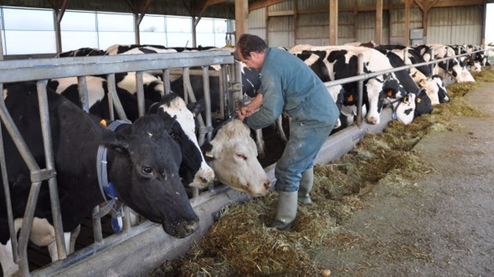 Mieux comprendre les vaches pour les manipuler sans stress et en toute sécurité