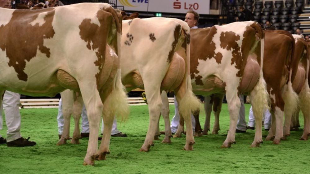 Bovec commercialise les taureaux américains de Dairy Bulls Online