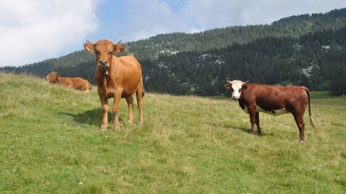 Vaches tarentaises, abondance, vosgienne
