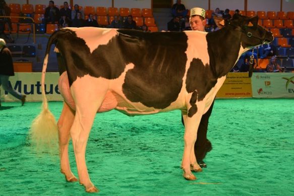 Garmisch du Tombuy (Sanchez x Goldwyn)